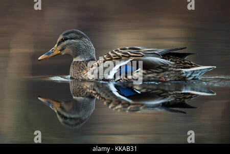 Berlin, Allemagne. 29 novembre 2017. Une femelle canard colvert nage sur un étang et se reflète dans l'eau au parc Tiergarten à Berlin, en Allemagne, le 29 novembre 2017. Crédit : Silas Stein/dpa/Alamy Live News Banque D'Images