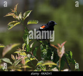 Iowa, États-Unis. 6 juin 2017. Le blackbird à aigree rouge (Agelaius phoeniceus) perché sur une branche de la Forêt d'État de la rivière jaune. La forêt de Yellow River est située dans le comté d'Allamakee, dans le nord-est de l'Iowa. L'unité de Paint Creek est d'un intérêt principal pour les amateurs de loisirs qui ont le Big Paint Creek, le Little Paint Creek et les terrains de camping équestres d'une capacité de 48, 80 et 40 sites respectivement. Il contient également 6 milles de ruisseau de truite stocké d'avril à octobre et un marais d'où l'on peut prendre le bar et le panfish. La forêt entière est ouverte à la chasse (sauf pour les terrains de camping), à la randonnée et au cross countr Banque D'Images