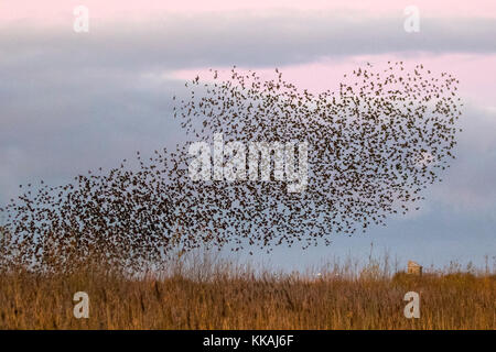 Burscough, Lancashire, UK Weather 30 novembre 2017. Plus mumurate troupeaux Starling Martin simple réserve naturelle à l'aube comme des milliers d'étourneaux à prendre l'air après une nuit froide dans le gîte rural en roseaux du Lancashire. À l'aube le murmure ou chatter, l'interaction et la communication est assez bruyant et une intense avant qu'ils volent. Tout semble alors silencieuse avant d'élever ensemble dans un grand sifflement et se disperser à la proximité des terres agricoles. Au cours de l'automne ces bandes d'oiseaux iridescents très intelligente, sont célèbres pour leurs démonstrations aériennes spectaculaires. Crédit. /AlamyLiveNews MediaWorldImages Banque D'Images