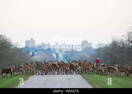 Windsor, Royaume-Uni. 30 novembre 2017. Les cerfs rouges traversent la longue promenade en face du château de Windsor alors qu'un coureur approche à l'aube, un matin glacial dans le grand parc de Windsor. Il y a un troupeau d'environ 500 cerfs rouges dans l'enceinte du parc des cerfs dans le Grand parc de Windsor, tous descendants de quarante hinds et deux cerfs introduits en 1979 par le duc d'Édimbourg. Crédit : Mark Kerrison/Alamy Live News Banque D'Images