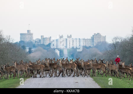 Windsor, Royaume-Uni. 30 novembre 2017. Les cerfs rouges traversent la longue promenade en face du château de Windsor alors qu'un coureur approche à l'aube, un matin glacial dans le grand parc de Windsor. Il y a un troupeau d'environ 500 cerfs rouges dans l'enceinte du parc des cerfs dans le Grand parc de Windsor, tous descendants de quarante hinds et deux cerfs introduits en 1979 par le duc d'Édimbourg. Crédit : Mark Kerrison/Alamy Live News Banque D'Images