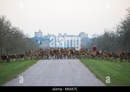 Windsor, Royaume-Uni. 30 novembre 2017. Les cerfs rouges traversent la longue promenade en face du château de Windsor alors qu'un coureur approche à l'aube, un matin glacial dans le grand parc de Windsor. Il y a un troupeau d'environ 500 cerfs rouges dans l'enceinte du parc des cerfs dans le Grand parc de Windsor, tous descendants de quarante hinds et deux cerfs introduits en 1979 par le duc d'Édimbourg. Crédit : Mark Kerrison/Alamy Live News Banque D'Images