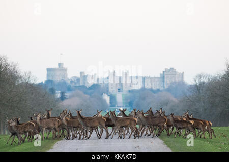 Windsor, Royaume-Uni. 30 novembre 2017. Les cerfs rouges traversent la longue promenade en face du château de Windsor à l'aube lors d'une matinée glacielle dans le grand parc de Windsor. Il y a un troupeau d'environ 500 cerfs rouges dans l'enceinte du parc des cerfs dans le Grand parc de Windsor, tous descendants de quarante hinds et deux cerfs introduits en 1979 par le duc d'Édimbourg. Crédit : Mark Kerrison/Alamy Live News Banque D'Images