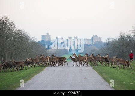 Windsor, Royaume-Uni. 30 novembre 2017. Les cerfs rouges traversent la longue promenade en face du château de Windsor alors qu'un coureur approche à l'aube, un matin glacial dans le grand parc de Windsor. Il y a un troupeau d'environ 500 cerfs rouges dans l'enceinte du parc des cerfs dans le Grand parc de Windsor, tous descendants de quarante hinds et deux cerfs introduits en 1979 par le duc d'Édimbourg. Crédit : Mark Kerrison/Alamy Live News Banque D'Images