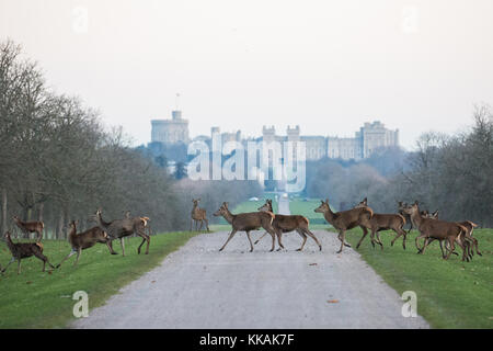 Windsor, Royaume-Uni. 30 novembre 2017. Les cerfs rouges traversent la longue promenade en face du château de Windsor à l'aube lors d'une matinée glacielle dans le grand parc de Windsor. Il y a un troupeau d'environ 500 cerfs rouges dans l'enceinte du parc des cerfs dans le Grand parc de Windsor, tous descendants de quarante hinds et deux cerfs introduits en 1979 par le duc d'Édimbourg. Crédit : Mark Kerrison/Alamy Live News Banque D'Images