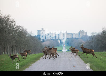 Windsor, Royaume-Uni. 30 novembre 2017. Les cerfs rouges traversent la longue promenade en face du château de Windsor à l'aube lors d'une matinée glacielle dans le grand parc de Windsor. Il y a un troupeau d'environ 500 cerfs rouges dans l'enceinte du parc des cerfs dans le Grand parc de Windsor, tous descendants de quarante hinds et deux cerfs introduits en 1979 par le duc d'Édimbourg. Crédit : Mark Kerrison/Alamy Live News Banque D'Images