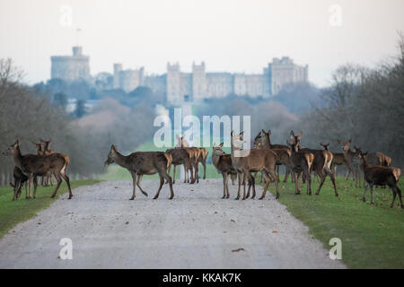 Windsor, Royaume-Uni. 30 novembre 2017. Les cerfs rouges traversent la longue promenade en face du château de Windsor à l'aube lors d'une matinée glacielle dans le grand parc de Windsor. Il y a un troupeau d'environ 500 cerfs rouges dans l'enceinte du parc des cerfs dans le Grand parc de Windsor, tous descendants de quarante hinds et deux cerfs introduits en 1979 par le duc d'Édimbourg. Crédit : Mark Kerrison/Alamy Live News Banque D'Images