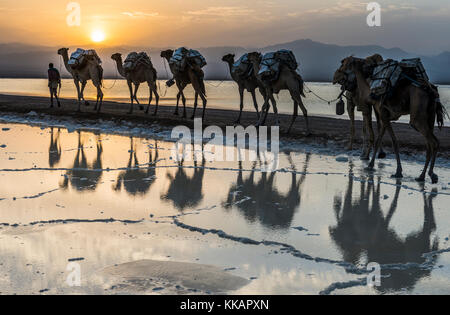 Les chameaux chargés de casseroles de sel marche à travers un lac salé, la dépression Danakil, l'Éthiopie, l'Afrique Banque D'Images