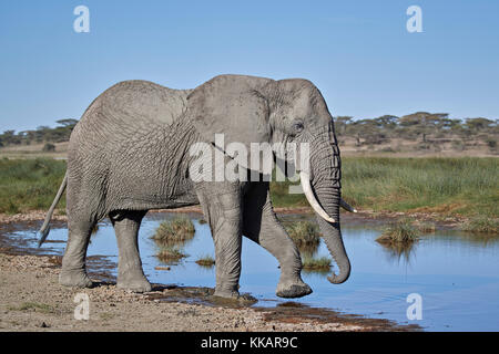 L'éléphant africain (Loxodonta africana), homme, zone de conservation de Ngorongoro, en Tanzanie, Afrique de l'Est, l'Afrique Banque D'Images