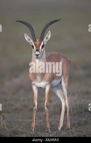 La Gazelle de Grant (Gazella granti) buck, zone de conservation de Ngorongoro, Tanzanie, Afrique de l'est, Afrique Banque D'Images