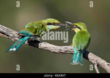 Swallow-tailed bee-eater (merops hirundineus) alimentation des jeunes adultes, kgalagadi transfrontier Park, Afrique du Sud, l'Afrique Banque D'Images