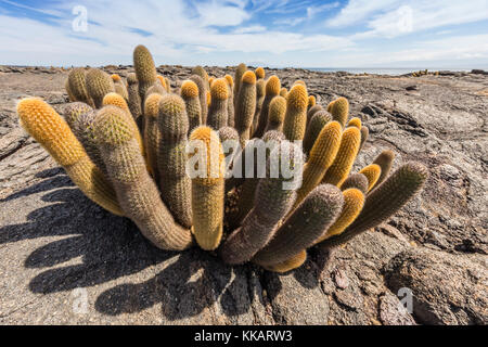 Cactus Brachycereus lave endémique (spp), l'île de Fernandina, Galapagos, UNESCO World Heritage Site, Equateur, Amérique du Sud Banque D'Images