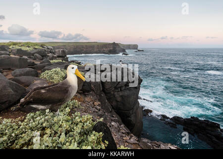 Albatros des adultes (Phoebastria irrorata), sur Punta Suarez, Isla Espanola, Galapagos, UNESCO World Heritage Site, Equateur, Amérique du Sud Banque D'Images