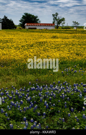 Ennis, heterotheca pilosa, Lupinus texensis, Texas, USA, bluebonnets, soft golden-aster, printemps, fleurs sauvages