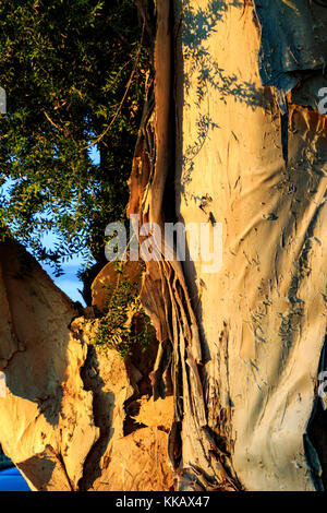 L'Australie, Melaleuca quinquenervia, Melbourne, Victoria, myrtaceae, paperbark à larges feuilles, famille, niaouli, arbre à thé, de l'écorce de papier arbre punk Banque D'Images