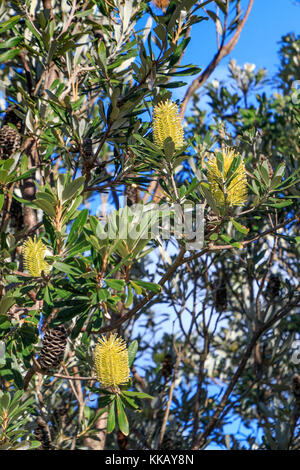 L'Australie, banksia marginata, merimbula, Nouvelle-Galles du Sud, fleur, jaune, banksia argenté Banque D'Images