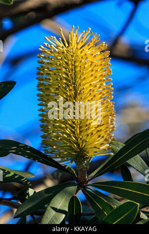 L'Australie, banksia marginata, merimbula, Nouvelle-Galles du Sud, fleur, jaune, banksia argenté Banque D'Images