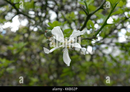 Orange (Citrus trifoliata trifoliolée) un arbre à fleurs, d'agrumes hardy Banque D'Images