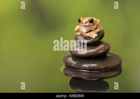 Leptopelis vermiculatus ou peacock grenouille d'arbre comme trouvés en Tanzanie assis sur une pile de rochers Banque D'Images