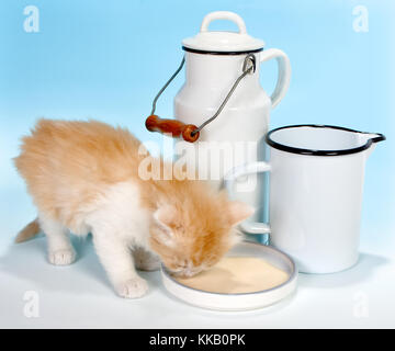 Six semaines chaton rouge boire du lait Banque D'Images