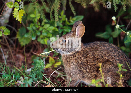 Sylvilagus palustris Marsh lapin mange de verdure dans une zone boisée de Naples, en Floride. Banque D'Images