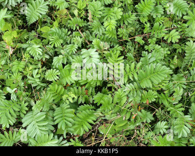 Silverweed herbacée nommée Potentilla anserina argentine ou anserina Banque D'Images