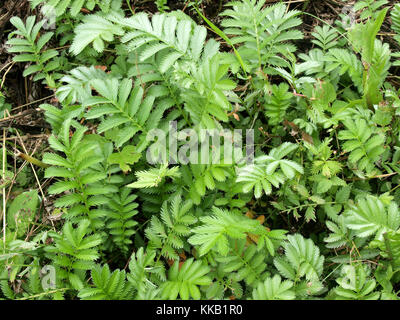 Silverweed herbacée nommée Potentilla anserina argentine ou anserina Banque D'Images