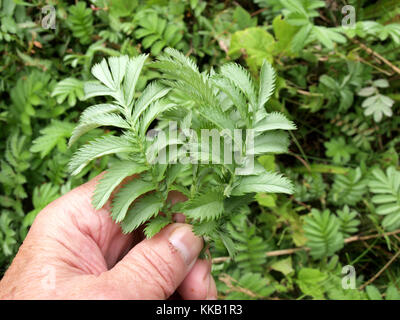 Main tenant les feuilles des plantes herbacées nommée Potentilla anserina silverweed ou argentine anserina Banque D'Images