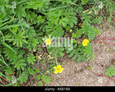 Plante herbacée à fleurs Potentilla anserina silverweed nommé ou argentine anserina Banque D'Images