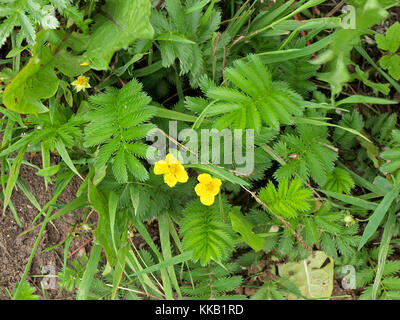 Plante herbacée à fleurs Potentilla anserina silverweed nommé ou argentine anserina Banque D'Images