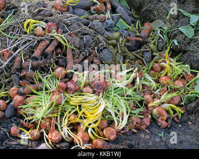 Vieux légumes pourris outdoor le pile de compost close up Banque D'Images