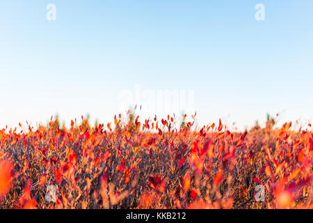 De nombreux buissons de bleuets rouge coloré à l'automne automne montrant le détail, de la texture et le motif avec le lever du soleil au crépuscule, l'aube coucher du soleil à West Virginia Banque D'Images