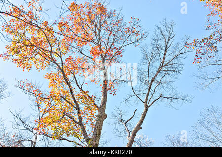 Vue sur les arbres jusqu'à l'automne feuillage rouge, orange-jaune feuilles isolées contre le ciel bleu Banque D'Images