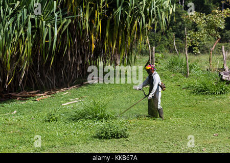 Homme avec un weed whacker tondre la pelouse dans une grande cour au Costa Rica Banque D'Images