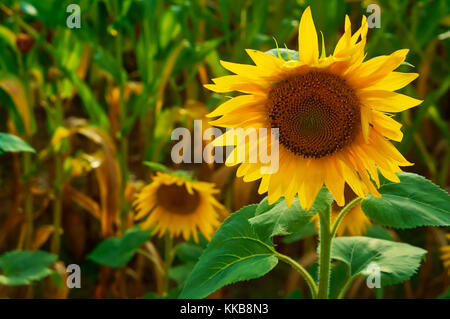 Beaux tournesols growing in field Banque D'Images