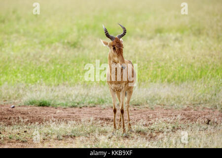 Le bubale, également connu sous le nom de kongoni, est une antilope d'Afrique. Banque D'Images