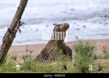 Dragon de Komodo komodo / moniteur (Varanus komodoensis) quitter la plage sur l'île rinca dans le parc national de Komodo, Indonésie Banque D'Images