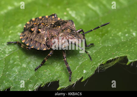 Forest Shieldbug dernier stade nymphe (Pentatoma rufipes) au repos sur la feuille. Tipperary, Irlande Banque D'Images