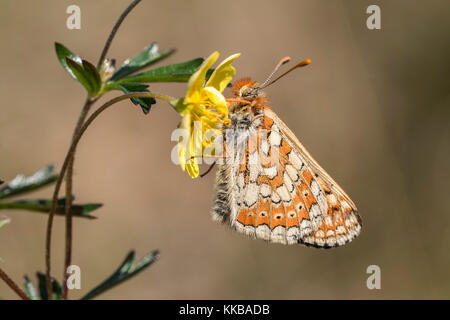 Marsh Fritillary butterfly (Euphydryas aurinia) reposant sur des fleurs jaunes. Littleton, Tipperary, Irlande Banque D'Images