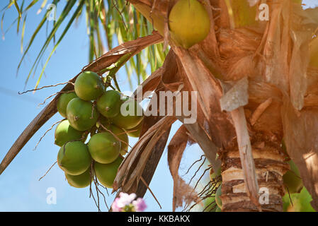 Close-up of fruits de noix de coco verte hanging on palm tree Banque D'Images