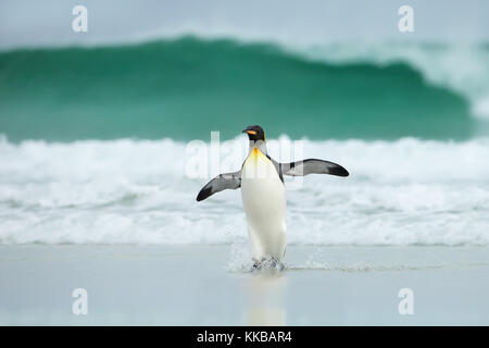 King penguin revenant de la mer de la côte sablonneuse par temps venteux et d'énormes vagues Banque D'Images