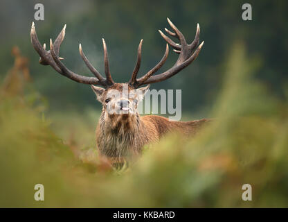 Close up of a red deer pendant la racine du langue Banque D'Images