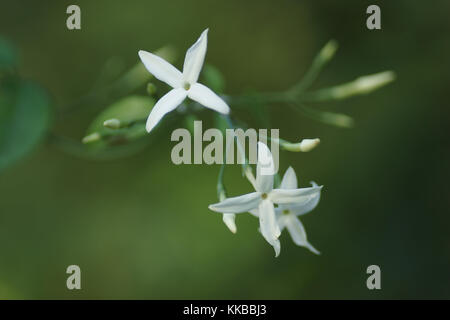 Jasminum azoricum Banque D'Images