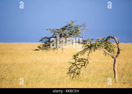 Acacia déformée par les vents dominants dans la prairie ouverte, Laikipia Kenya Afrique Banque D'Images