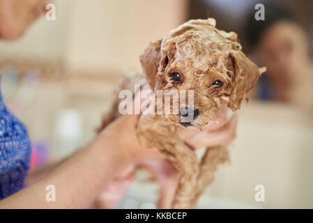 Close-up of chiot mouillé en prenant une douche. femme chiot nettoyage Banque D'Images