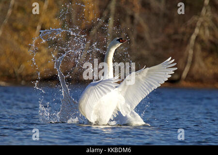 Un Cygne tuberculé Cygnus olor nager sur l'eau bleue et battre des ailes Banque D'Images