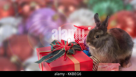 Mignon lapin nain néerlandais assis parmi les coffrets cadeaux avec des boule de noël en arrière-plan. Banque D'Images
