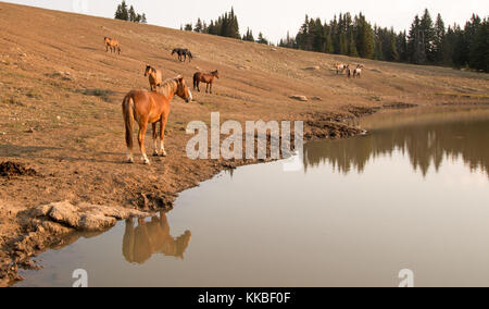 Troupeau de chevaux sauvages au point d'eau dans la chaîne des Pryor Mountains Wild Horse Range dans les États Unis du Montana Banque D'Images