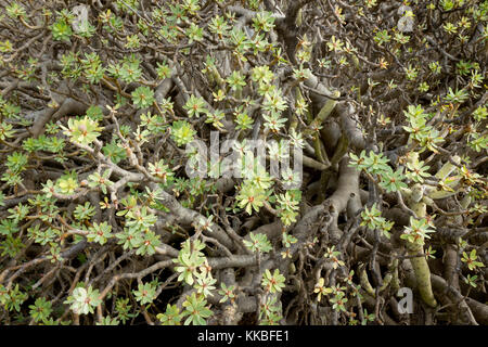 Flora en Lanzarote, ESPAGNE Banque D'Images