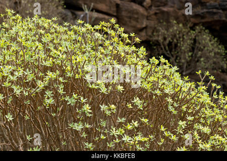 Flora en Lanzarote, ESPAGNE Banque D'Images